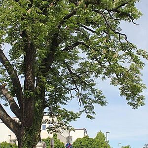 Kastanie am Aiglhof ehemals ein Naturdenkmal