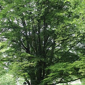 die grüne Hainbuche am Freisaalweg