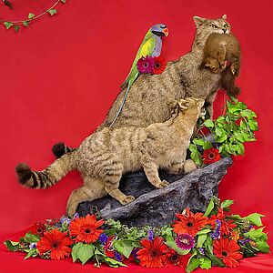 Bild mit roter Farbe, darauf ein Stein mit zwei braunen Katzen, einem Papagei und einem Eichhörnchen