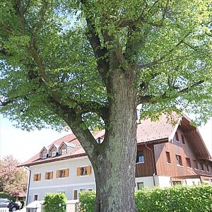 Oberdossenlinde ehemals ein Naturdenkmal