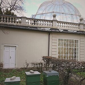 drei grünfarbige Bienenstöcke nebeneinander auf einem niederen Holzgestell in der Wiese neben dem Museumspavillon, dessen Gebäude mit der barocken Voliere im Hintergrund zu sehen ist.