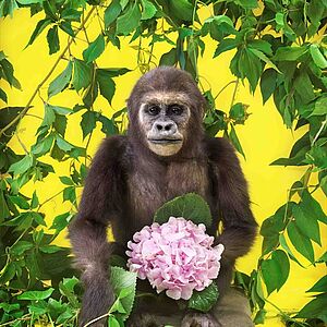 Ein auf einem Stein aufrecht sitzender Gorilla umgeben von Blätterwerk, in seinem Schoß eine große rosa Hortensienblüte