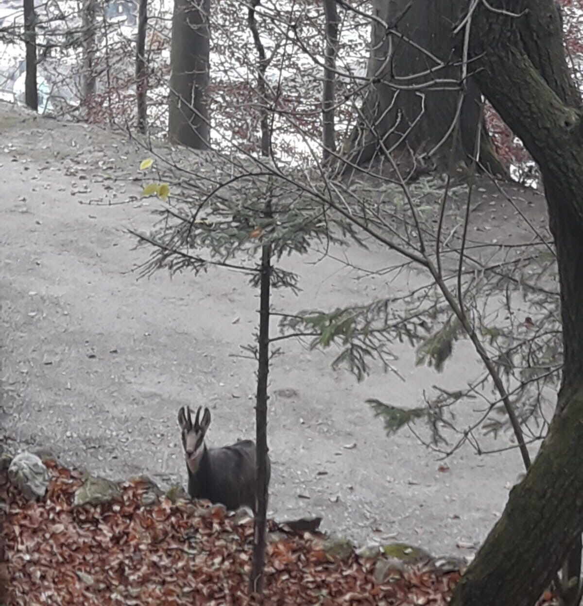 Wild am Kapuzinerberg auf Spazierweg Bei einem Spaziergang auf dem Kapuzinerberg wildtiere gesichtet