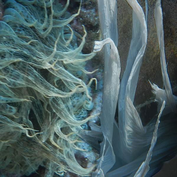 Die andere Welt in den Tiefen des Meeres Aufnahme von grün-weißlichen schleierartigen Gebilden