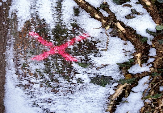 Anton Thiel, No Future Waldboden mit Schnee bedeckt. Darüber ein grafischer Schriftzug: No Future in schwarzer Farbe