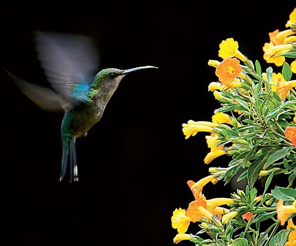 Salzburger Naturfreundefotografen Farbfoto eines Kolibris im Flug stehend vor einem gelben Blütenstrauch in Nahaufnahme