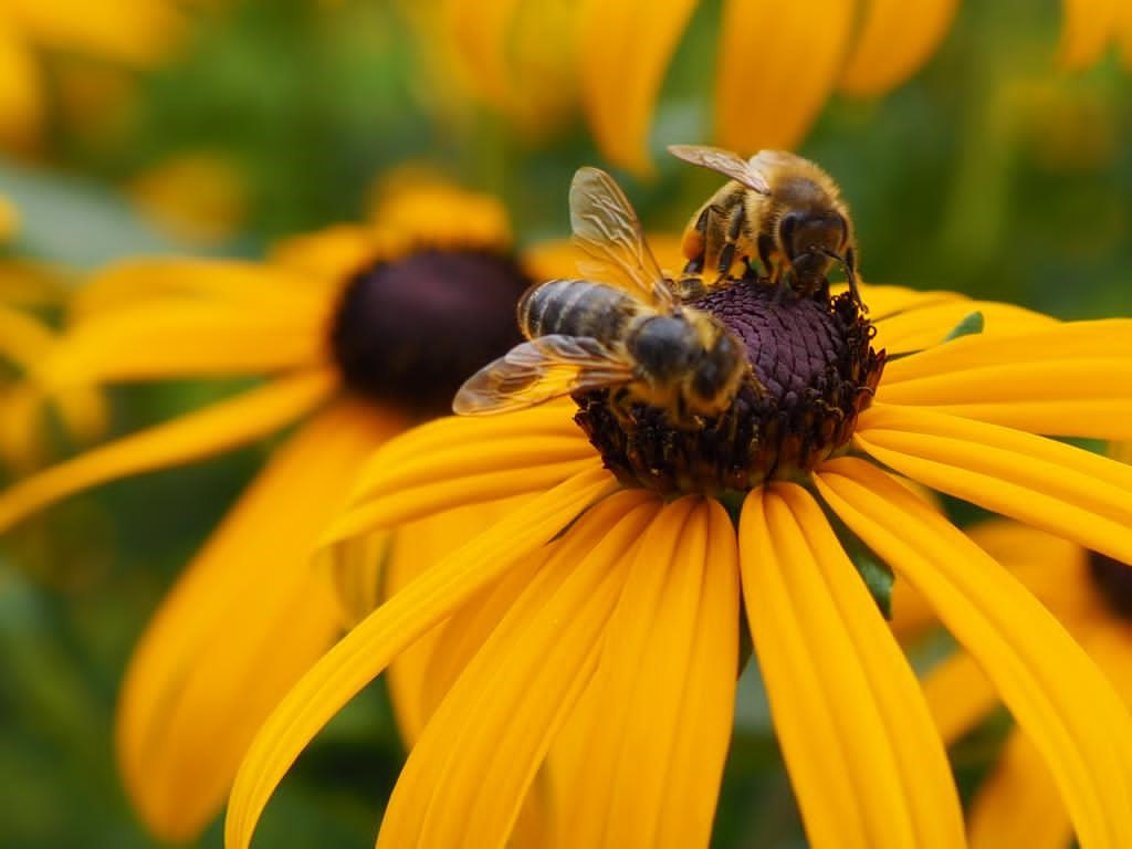 Blumen für die Bienen