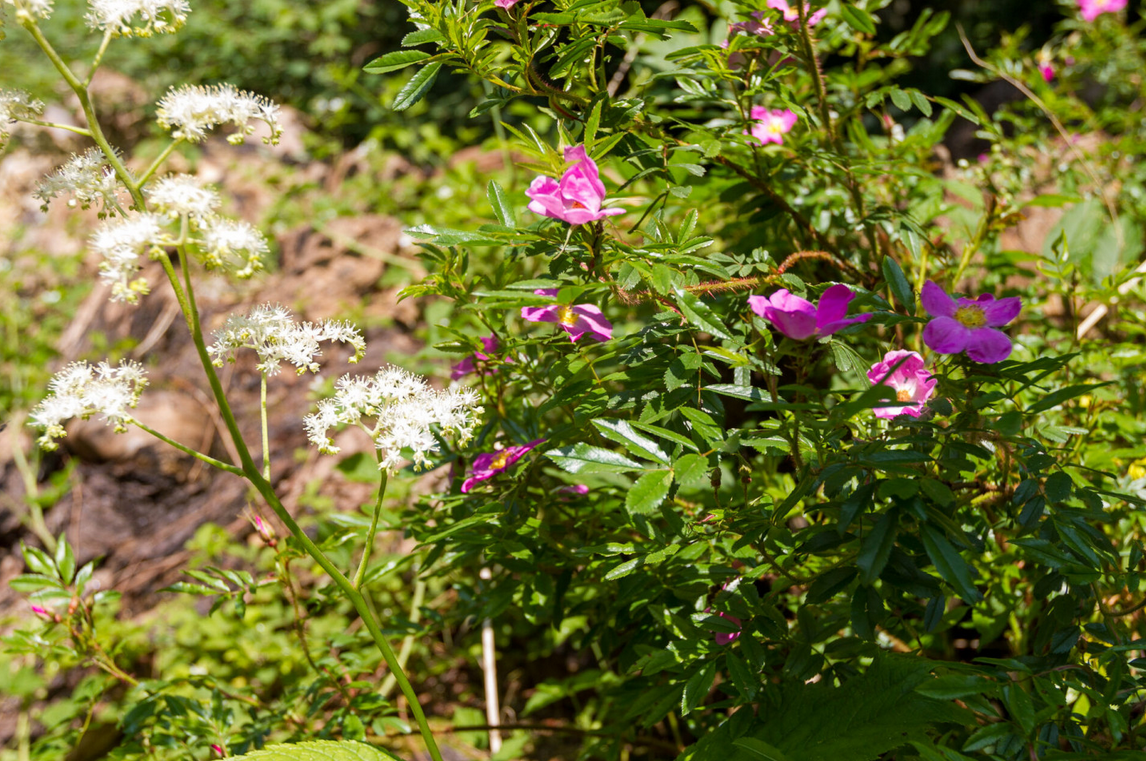 Blühen auf Totholz im Preuschenpark