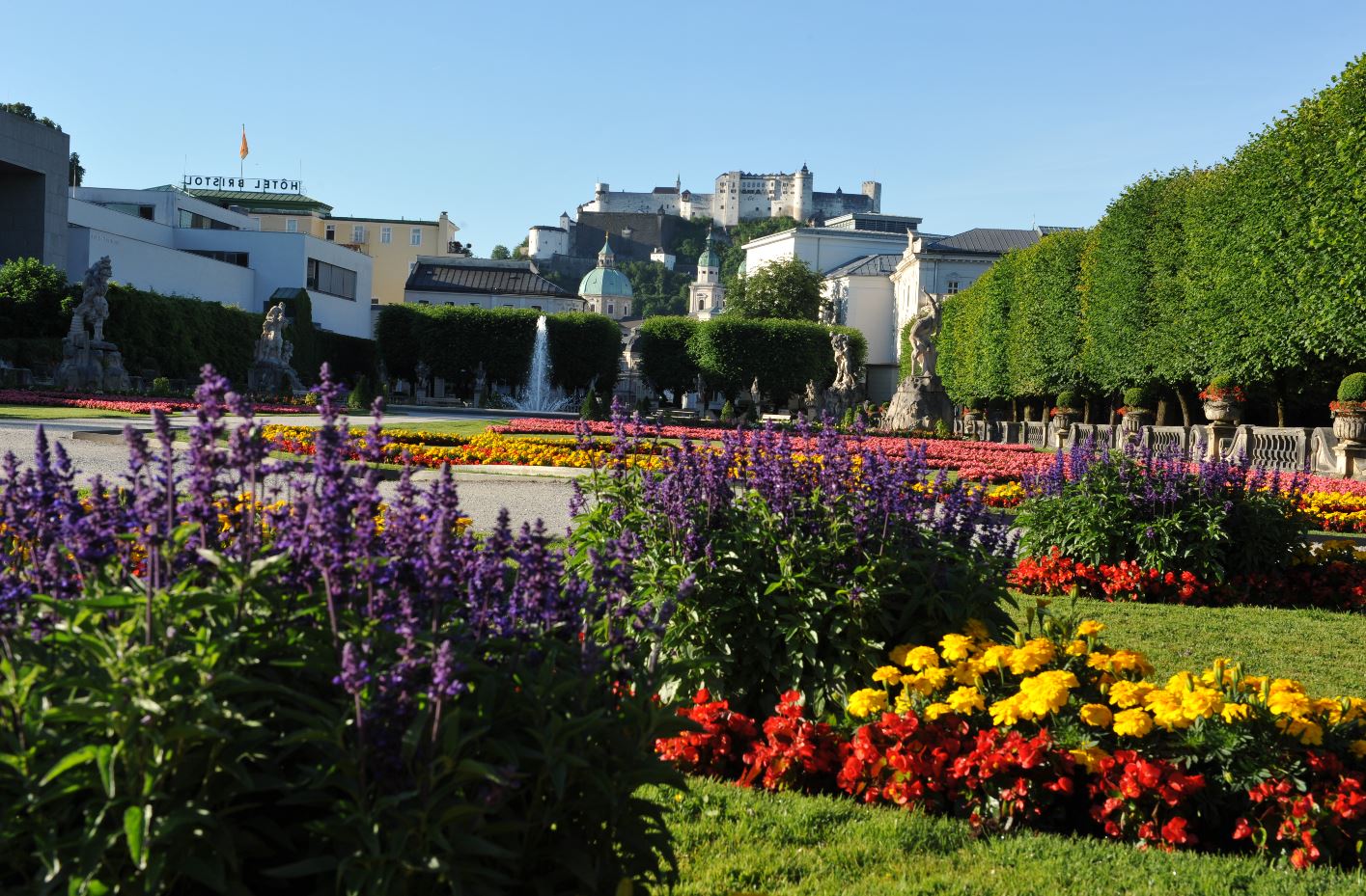 Blühender Mirabellgarten in mitten des bunt blühenden Mirabellgartens