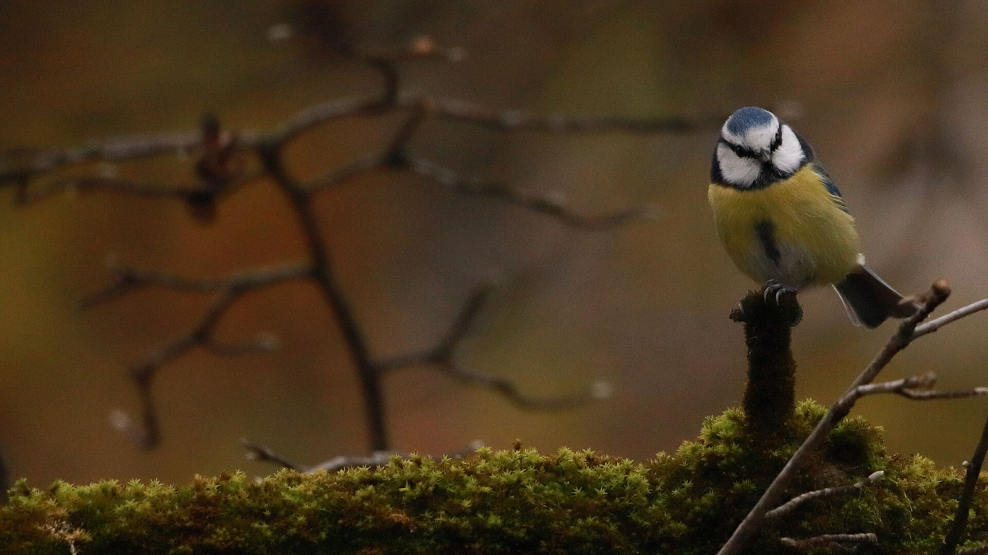 Artenschutz ist ein wichtiges Naturschutzthema Eine kleine Blaumeise auf einem Ast