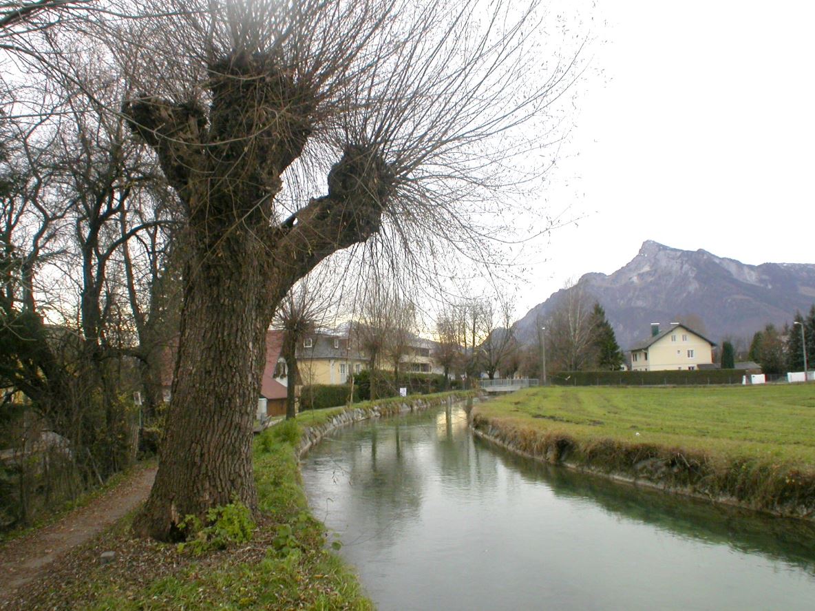 Almkanal Kopfweiden Die Kopfweiden beim Almkanal